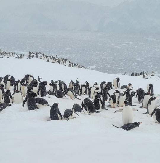 photo of penguins!